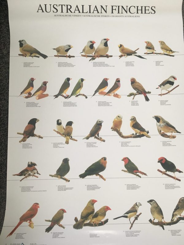 Australian Finches Poster - Ideal Gift & for Birdrooms