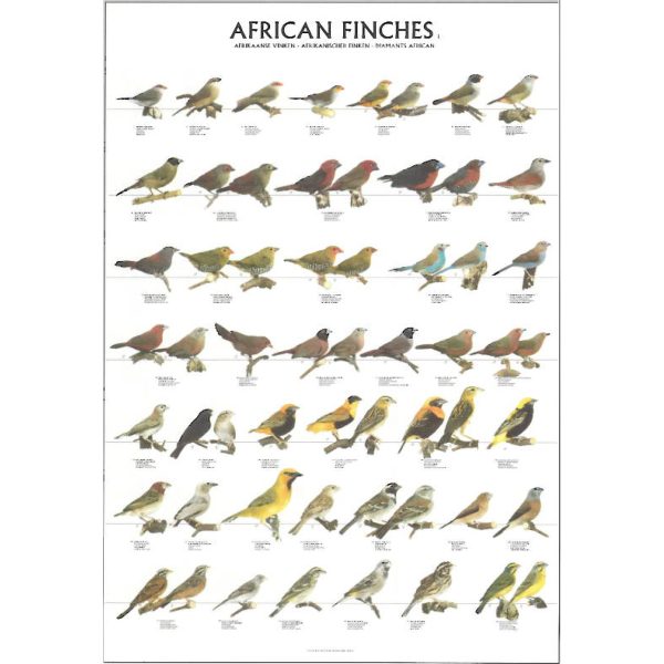 African Finches Bird Poster - Ideal Gift & for Birdrooms