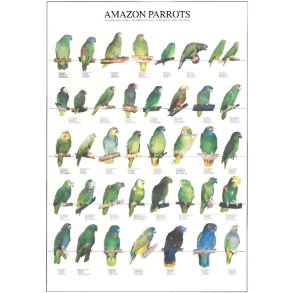 Amazon Parrots Bird Poster - Ideal Gift & for Birdrooms