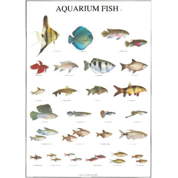 Aquarium Fish Posters - Ideal Gift & for Birthdays etc