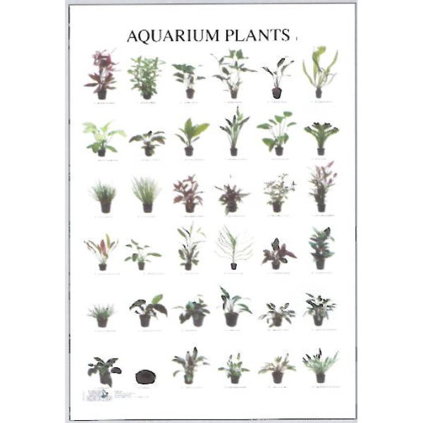 Aquarium Plants Posters - Ideal Gift & for Birthdays etc
