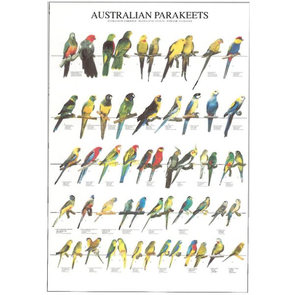 Australian Parakeets Bird Poster - Ideal Gift & for Birdrooms
