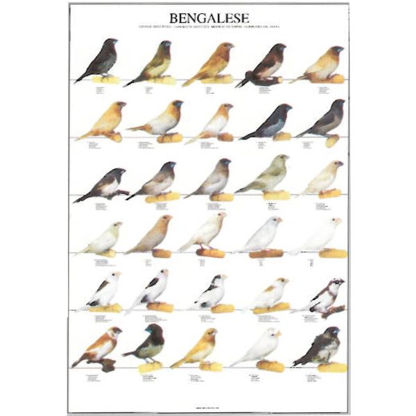Bird Bengalese Finches Bird Poster - Ideal Gift & for Birdrooms