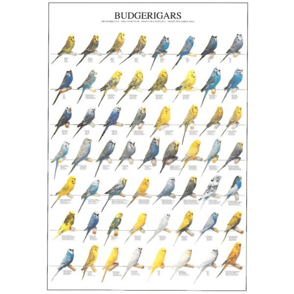Budgerigars Bird Poster Budgie - Ideal Gift & for Birdrooms