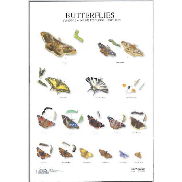 Butterflies Posters - Ideal Gift & for Birthdays etc