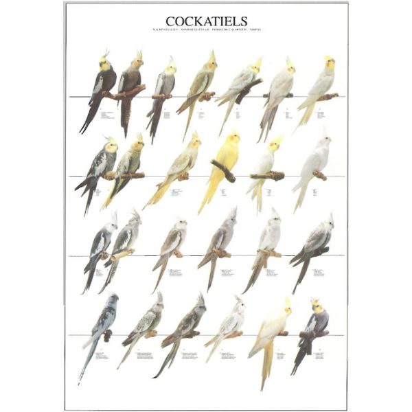 Cockatiel Bird Poster - Ideal Gift & for Birdrooms