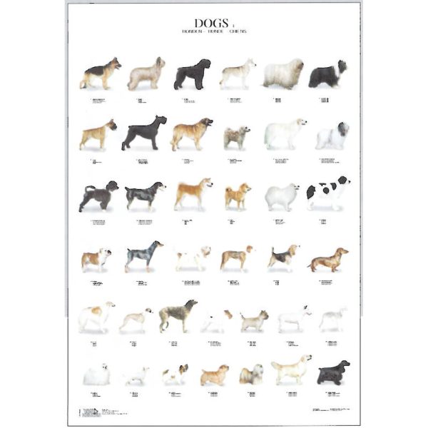 Dog Breeds Poster - Ideal Gift & for Birdrooms
