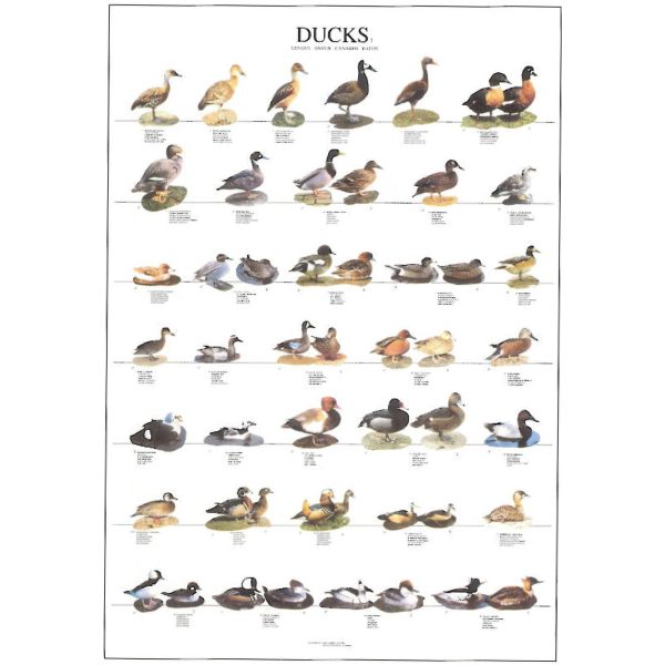 Ducks Bird Poster - Ideal Gift & for Birdrooms