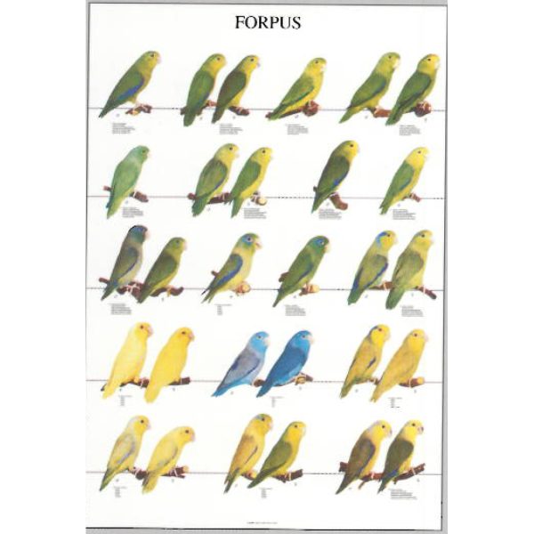 Forpus Bird Poster - Ideal Gift & for Birdrooms