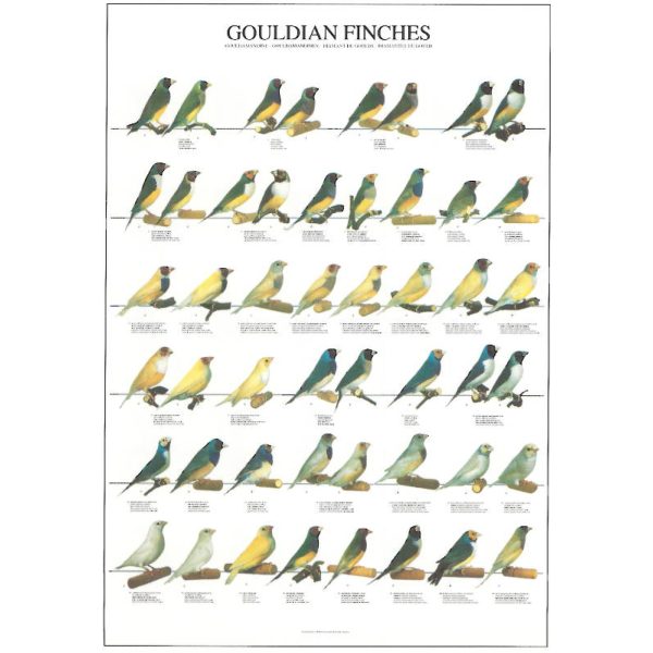 Gouldian Finches Bird Poster - Ideal Gift & for Birdrooms