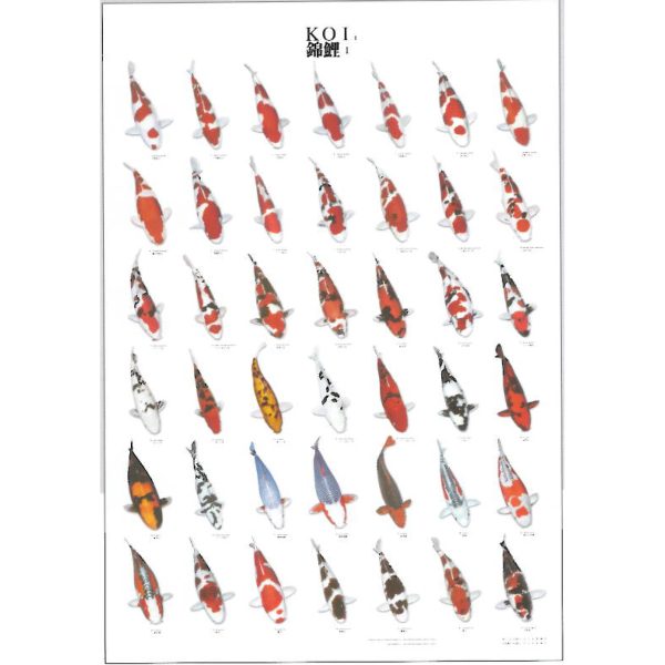 Koi Fish Posters - Ideal Gift & for Birthdays etc