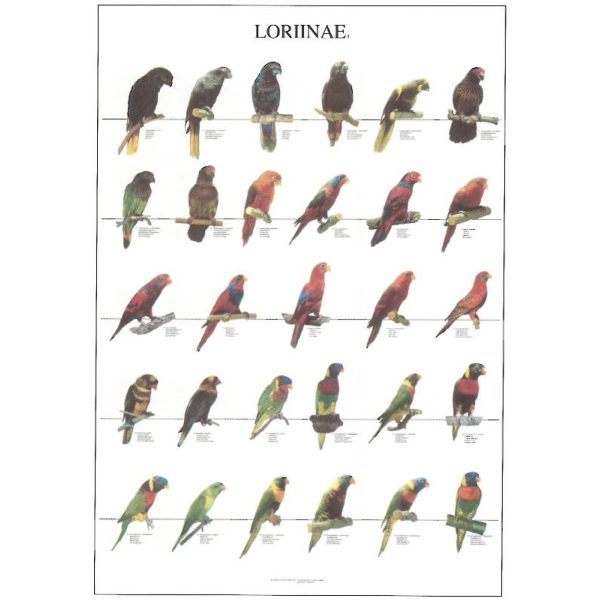 Loriinae Bird Poster - Ideal Gift & for Birdrooms
