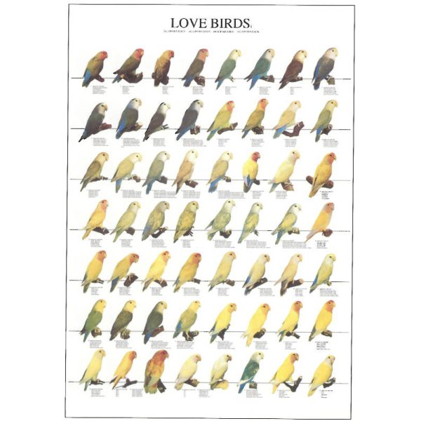 Love Birds Bird Poster Lovebirds - Ideal Gift & for Birdrooms