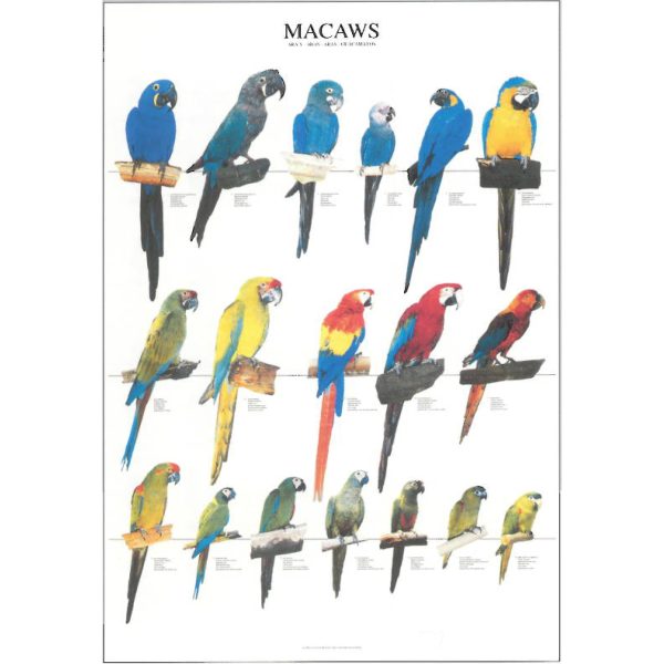 Macaws Bird Poster - Ideal Gift & for Birdrooms