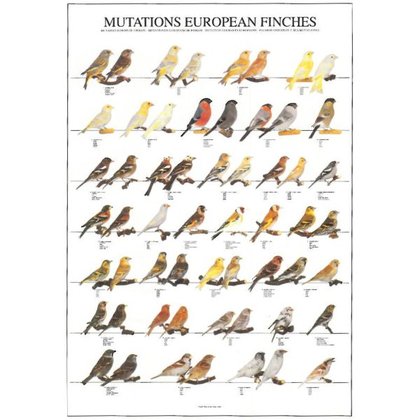 Mutations of European Finches Bird Poster - Ideal Gift & for Birdrooms