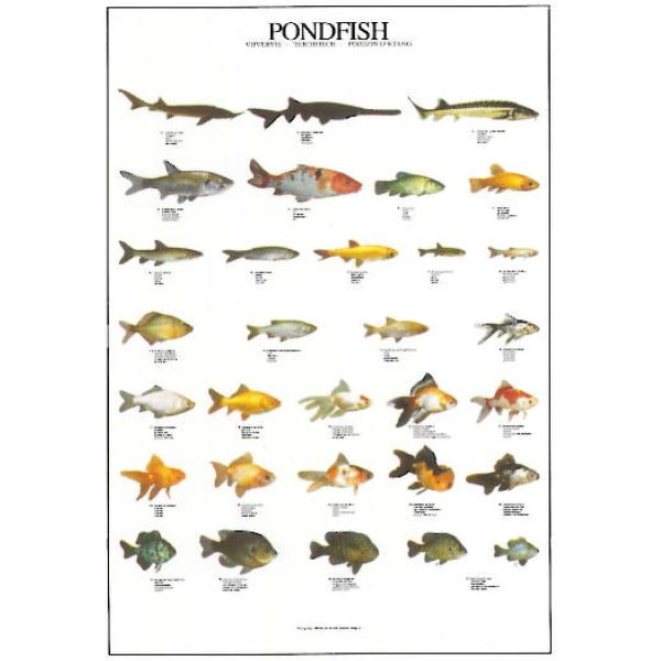 Pond Fish Poster - Ideal Gift & for Birthdays etc