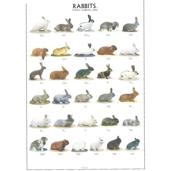 Rabbit Posters - Ideal Gift & for Hutches and Homes