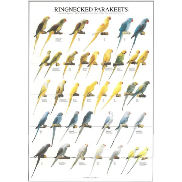 Ringnecked Parakeets Bird Poster - Ideal Gift & for Birdrooms