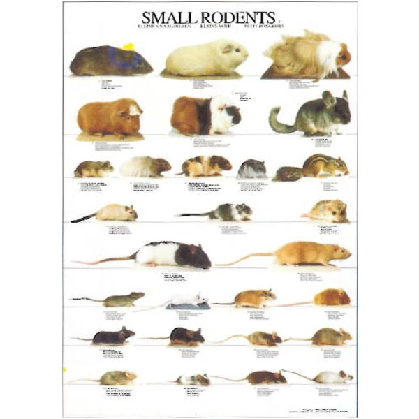 Small Rodents Posters - Ideal Gift & for in the house or home