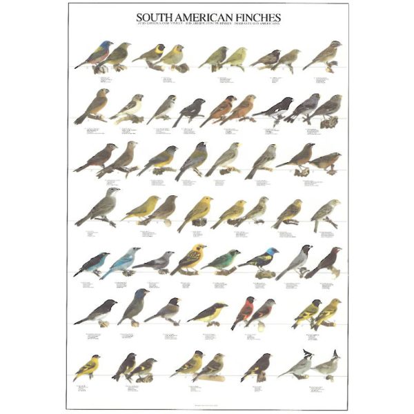 South American Finches Bird Poster - Ideal Gift & for Birdrooms