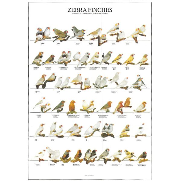 Large Zebra Finches Poster - Ideal Gift & for Birdrooms